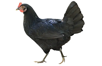田園居黑鳳老母雞